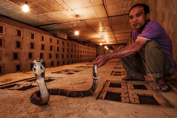 snake alcohol farmer